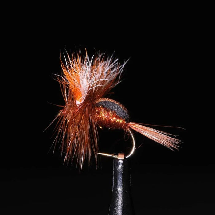 Hyper Humpy Brown Beetle