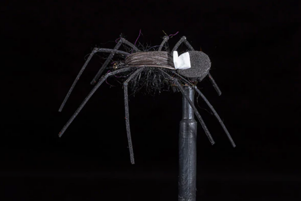 Russell's Spider #8