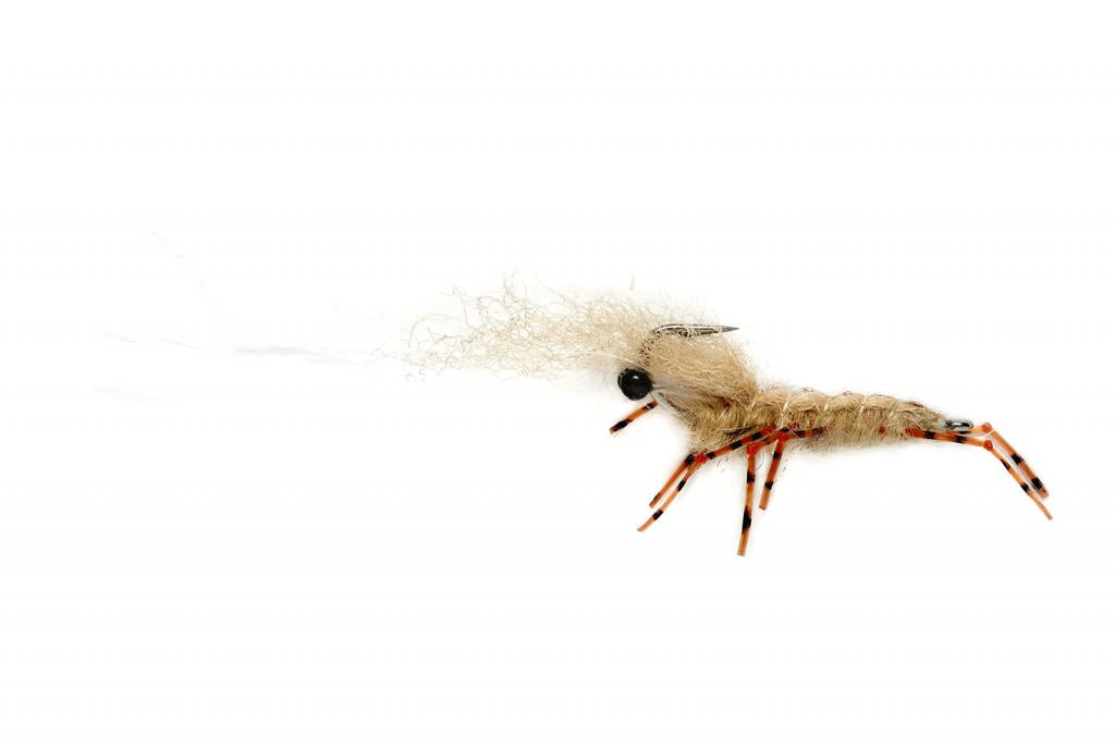 Honey Shrimp