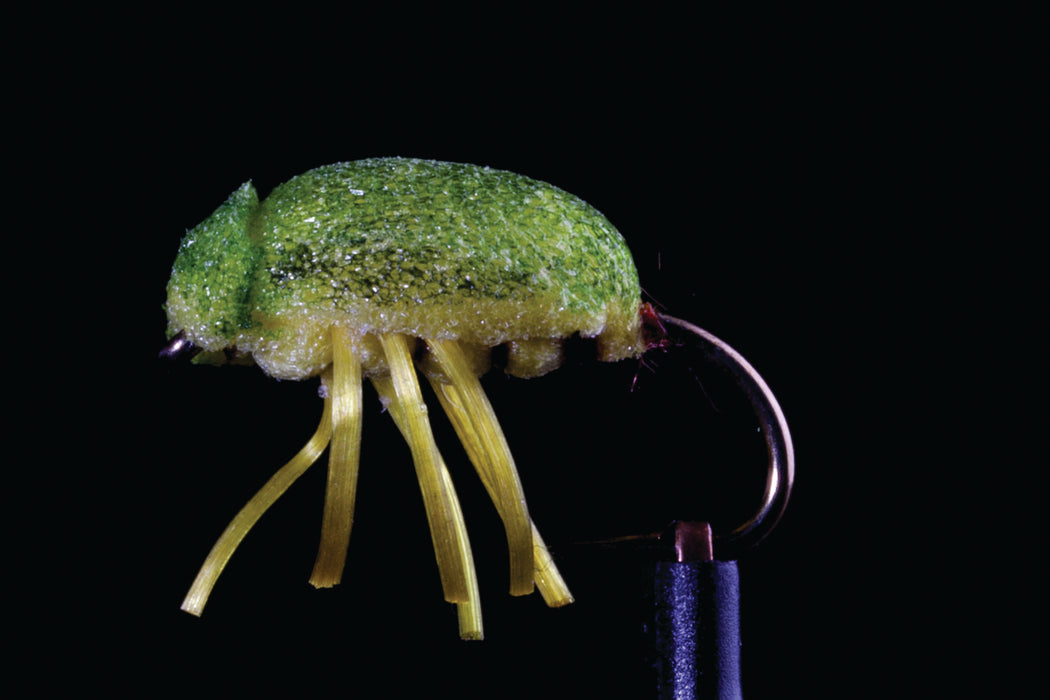 Great Lake Gum Beetle