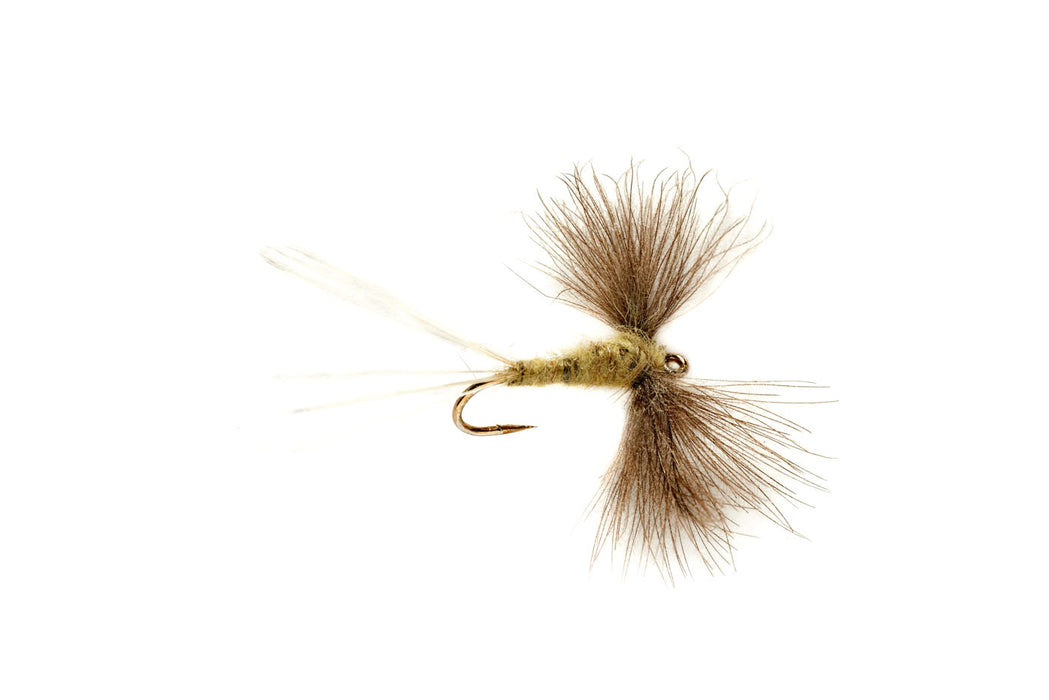 CDC Olive Spinner