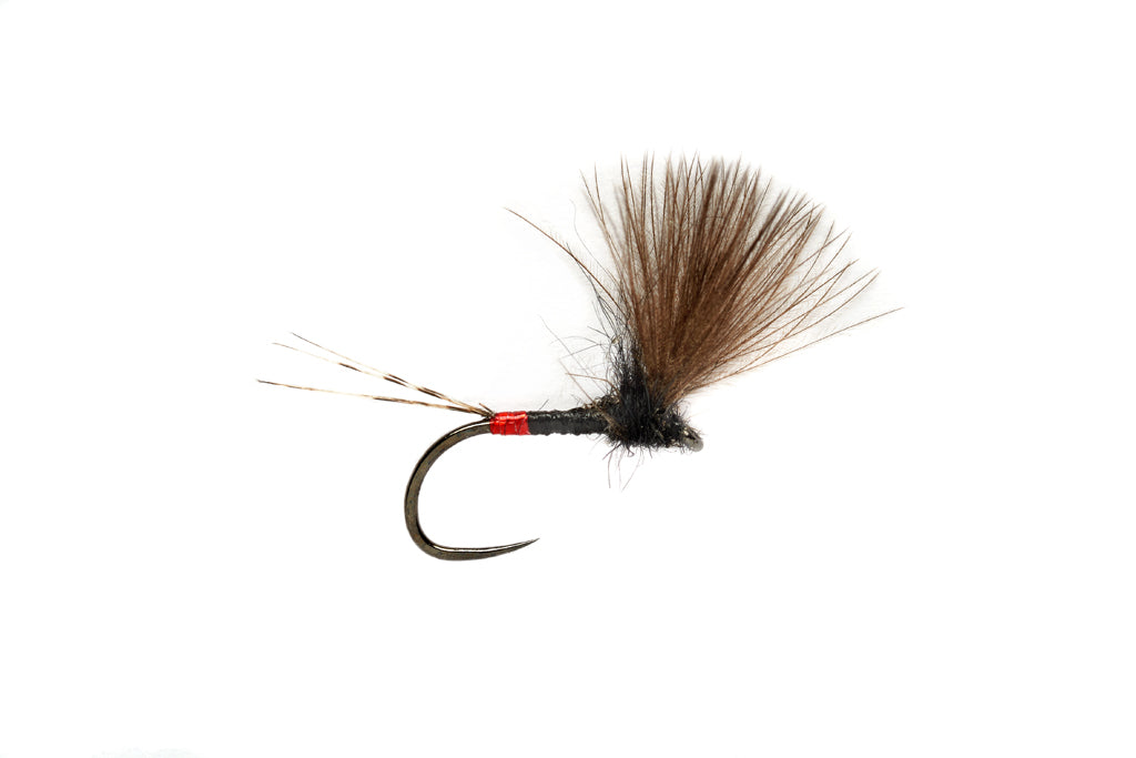 Roza's French V Wing