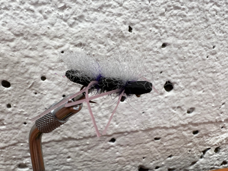 Thong Cicada