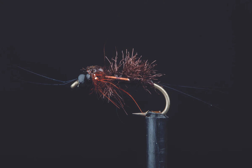 Kyle's Coloboriscus Nymph