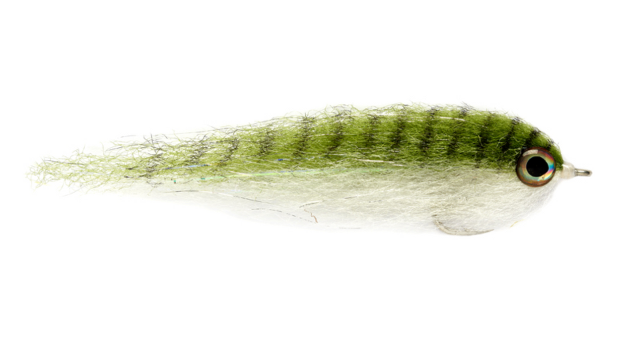 Salty Baitfish Anchovy