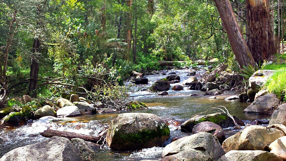 Premium Staff Picked Fly Selection - Goulburn River System