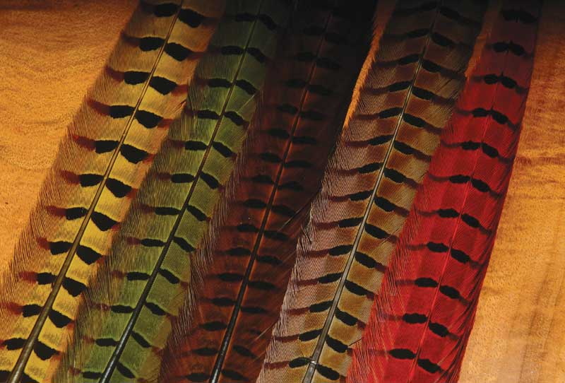 Ringneck Pheasant Tails - The Flyfisher