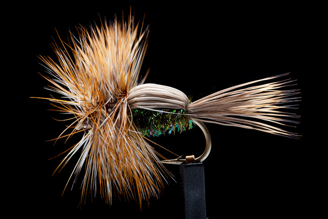 Humpy Peacock