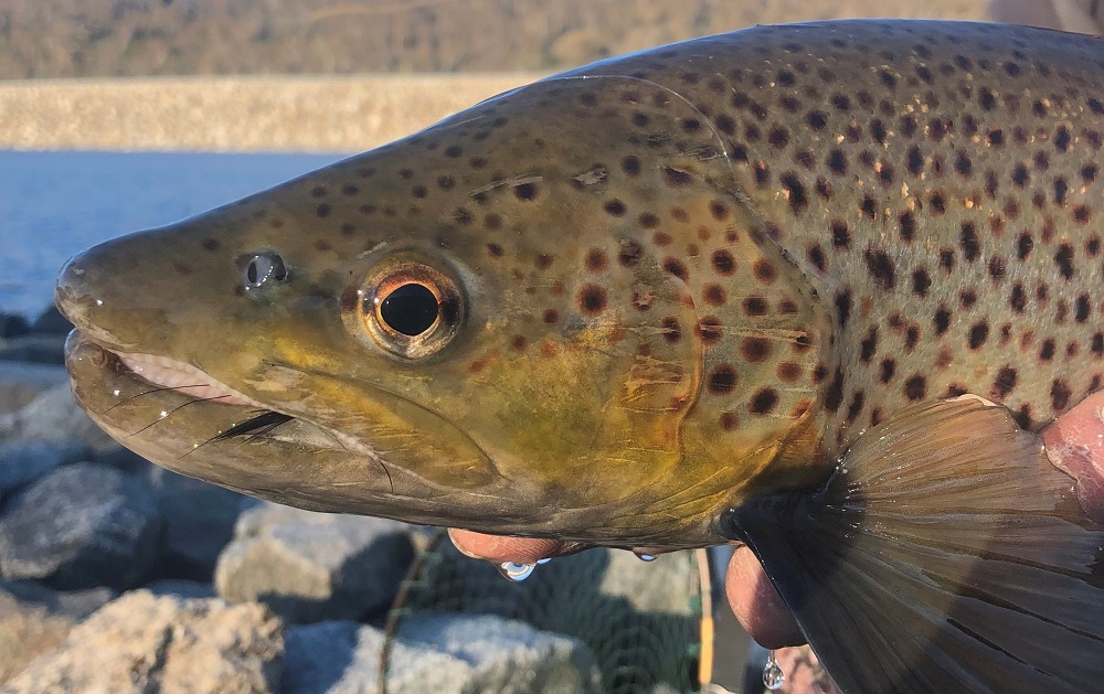 Jindabyne winter/early spring recap