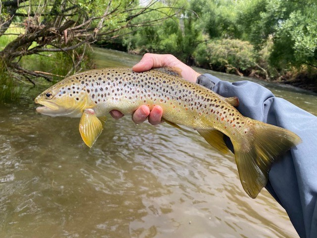 Hooked