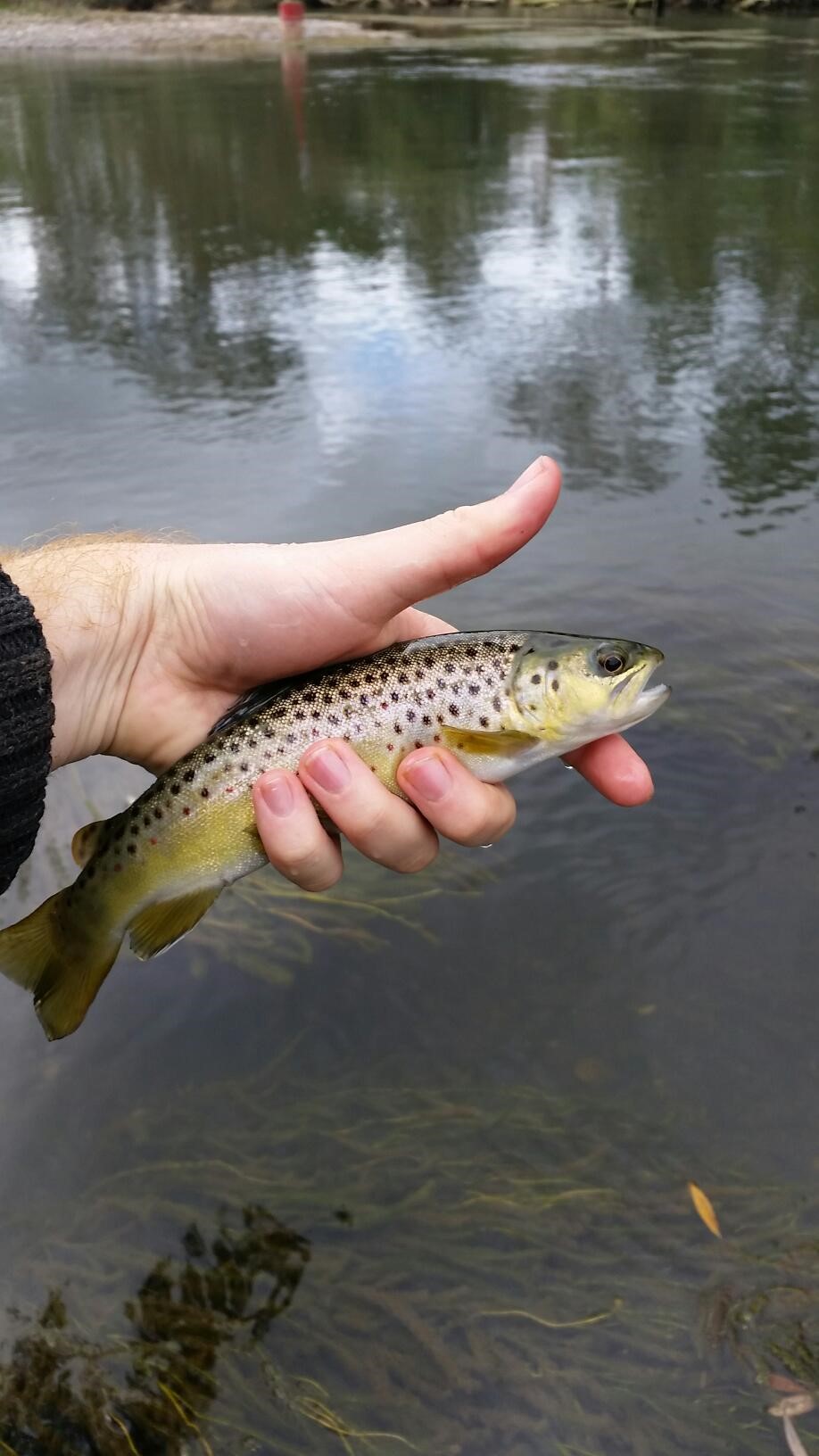 Autumn Report, Goulburn River