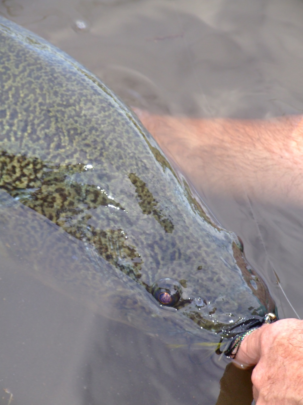 Good fish handling