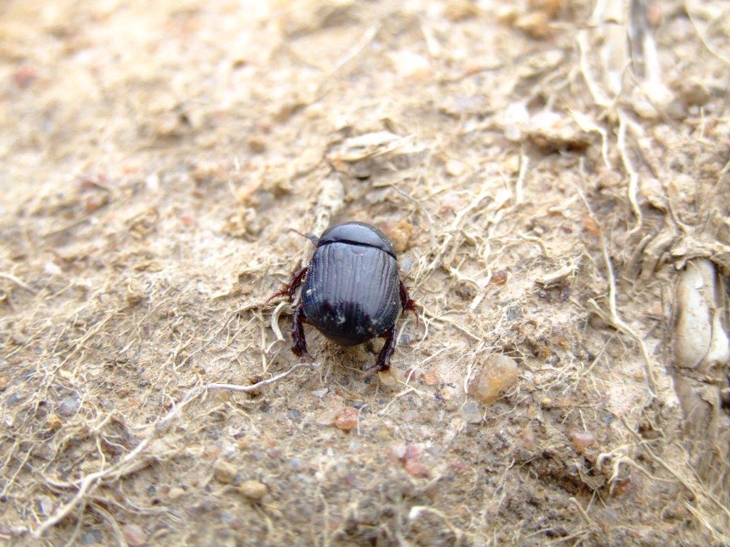 Are the cockchafer beetles back?