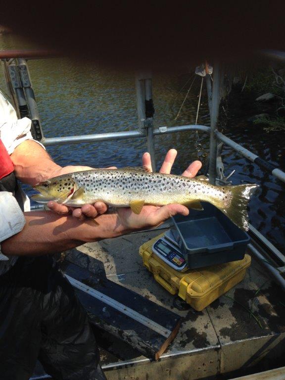 Vic's Wild Trout Program - Update
