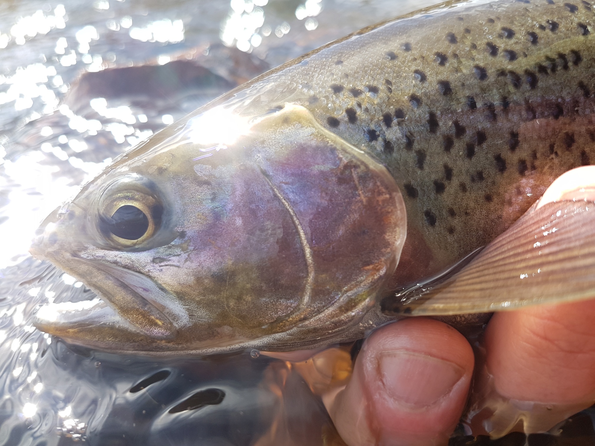 Snowies early season report