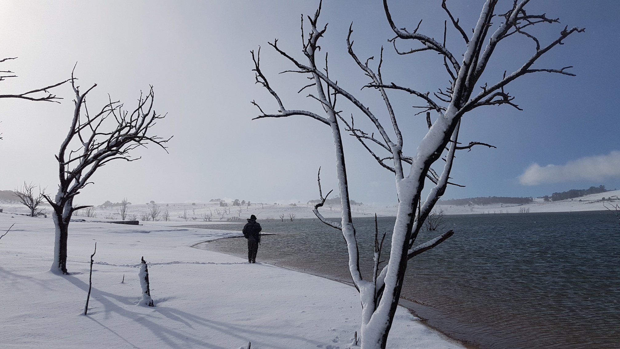 Snowies update - a week with Weigall