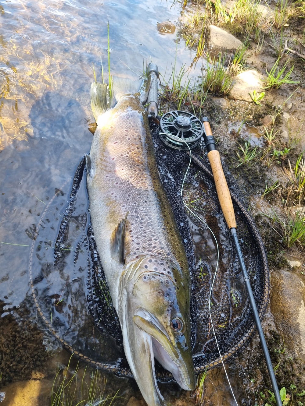 Trout fishing close to Hobart