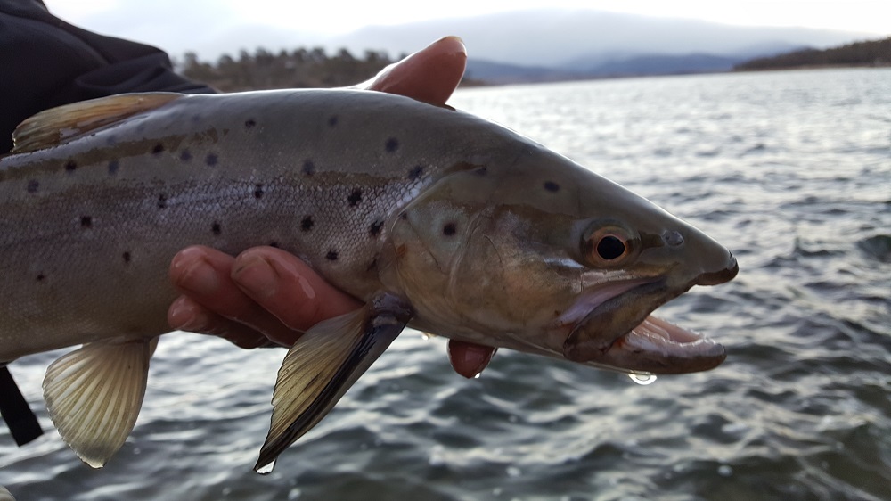 High times on a low Lake Jindabyne