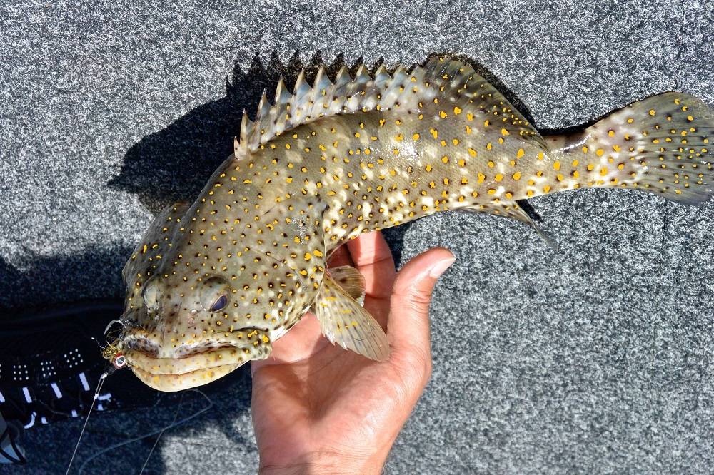 Quest for the elusive golden-spotted estuary cod