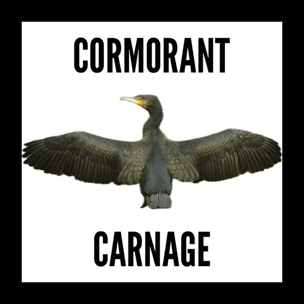Podcast - Cormorant Carnage with Philip Weigall