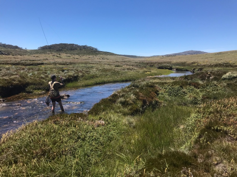 Hot with Hoppers in the Kiewa Valley and Beyond