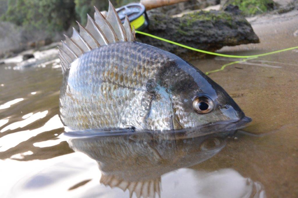 Bream Again, South-west Vic