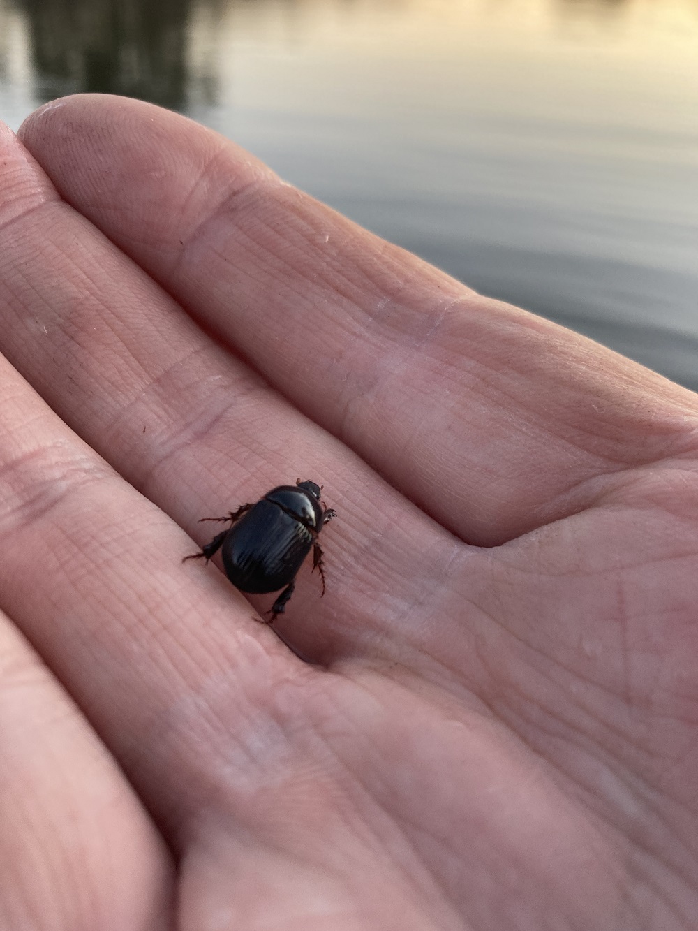 Cockchafer Time?