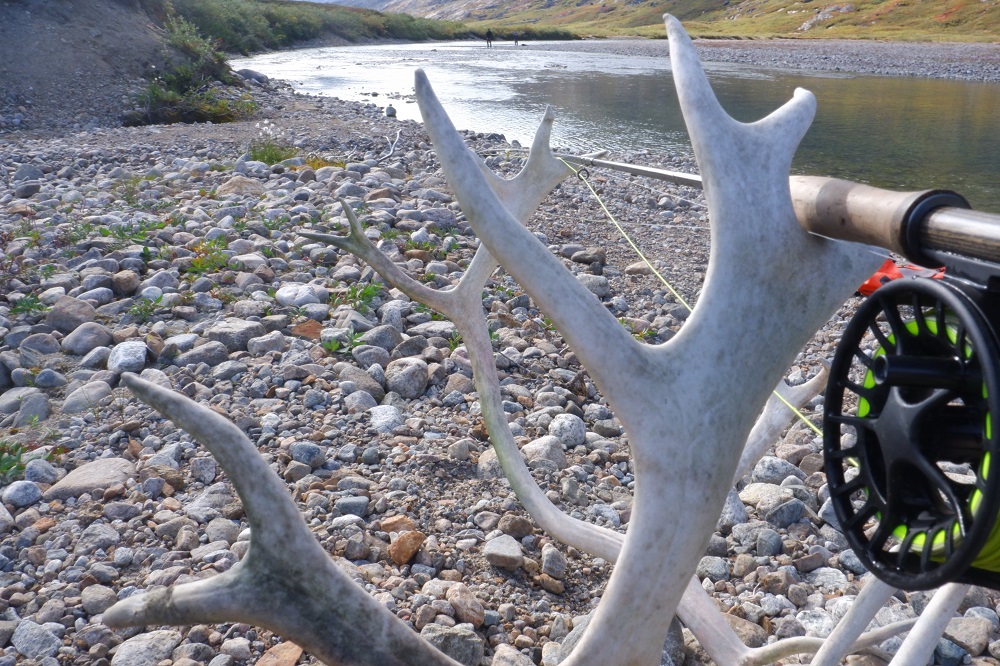 Greenland and the travel bug