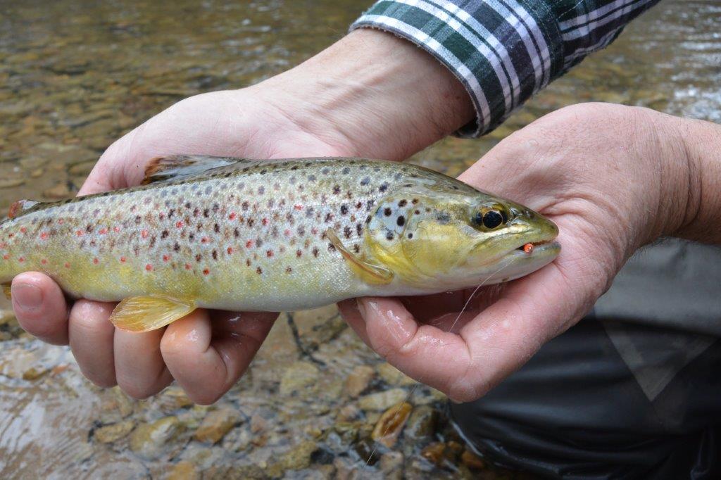 Everything you want to know about Vic's wild trout...