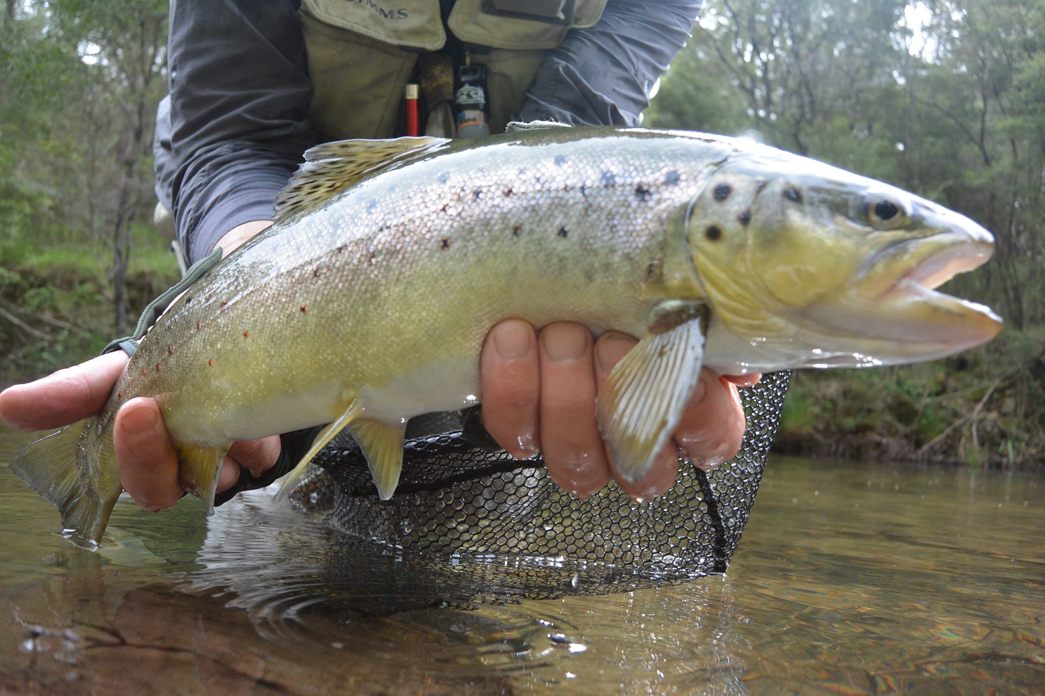 Termites, Turn of the Season, and Talking Trout