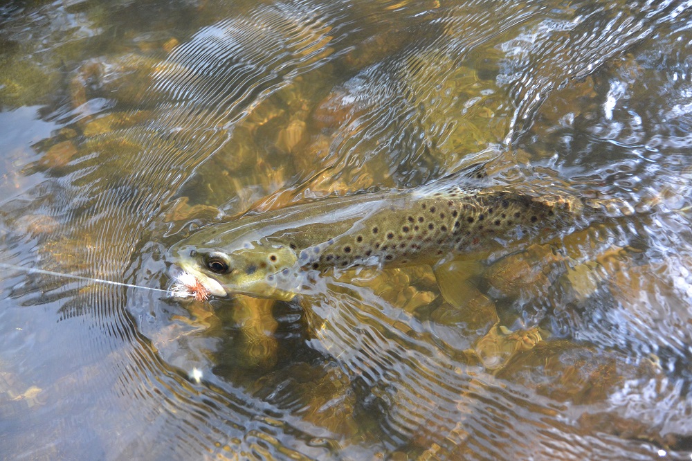 Talk Wild Trout 5