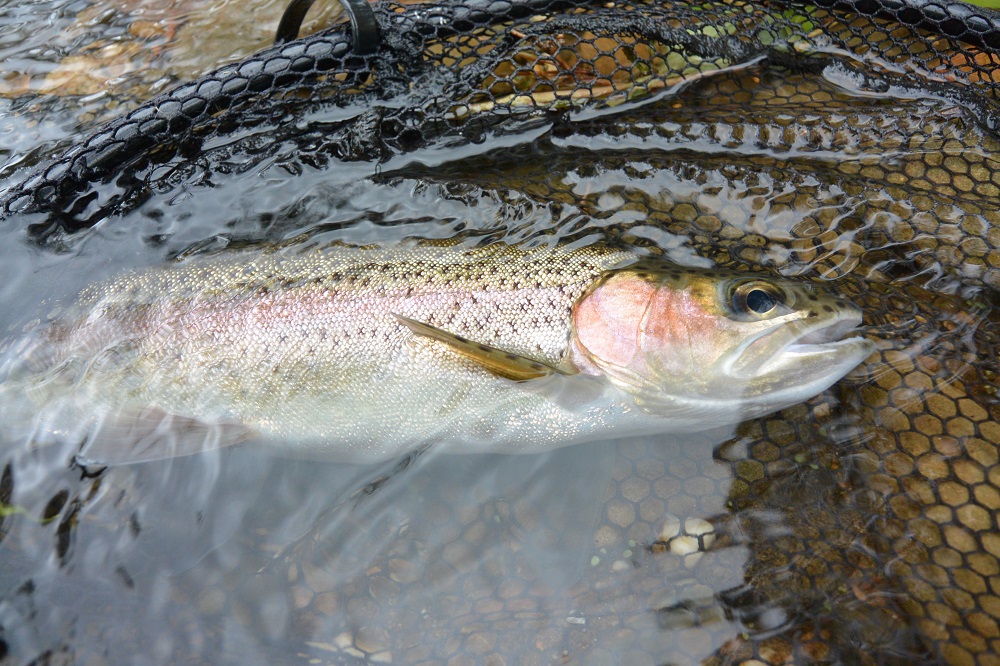 Rain and rainbows in the Ovens Valley