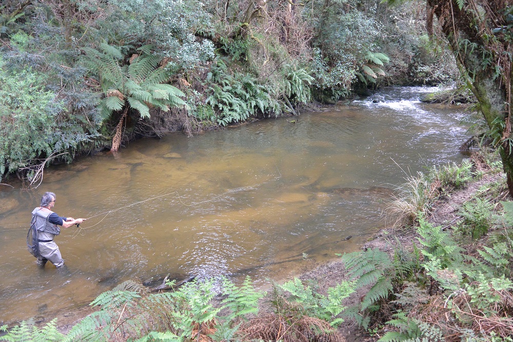 Rainforest trout in the Otways