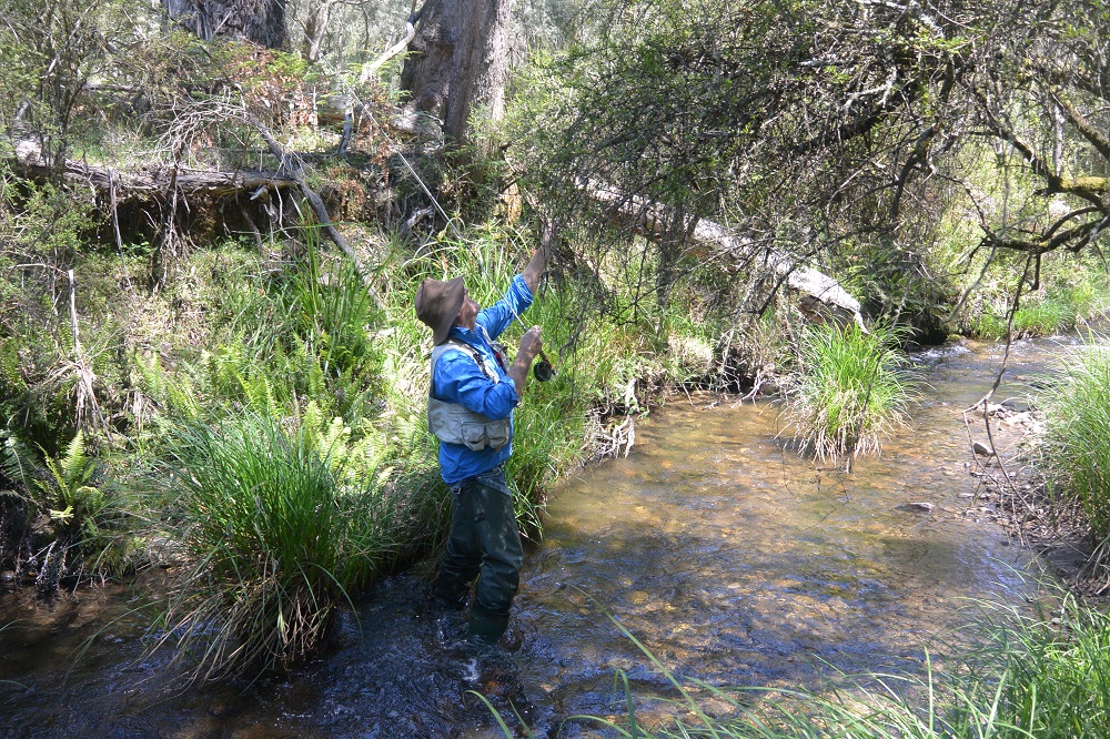 Big and small in the Goulburn Valley