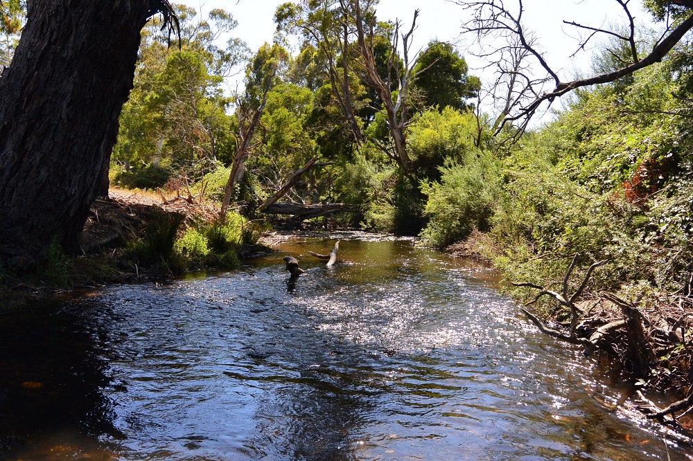 In tight on the Murrundindi