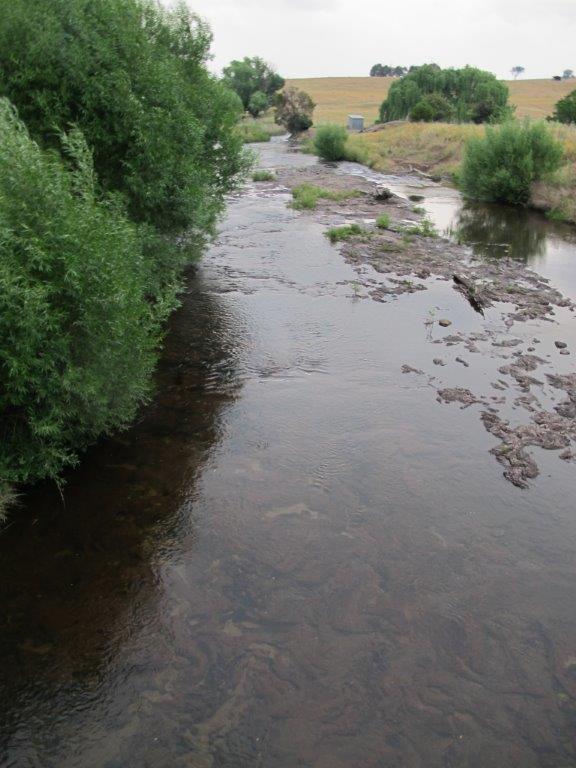 Talk Wild Trout Conference 21 November: Pt 1 – The Trout
