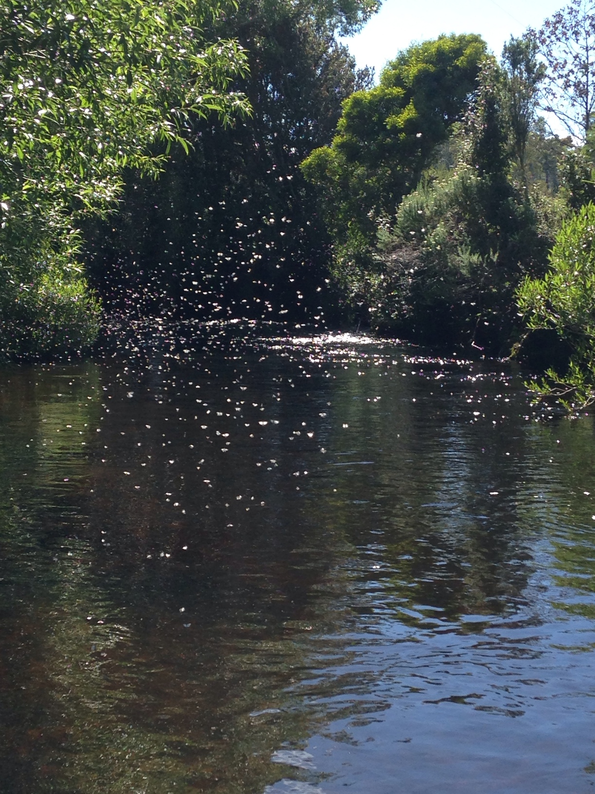 Festive Season Fishing in Tasmania