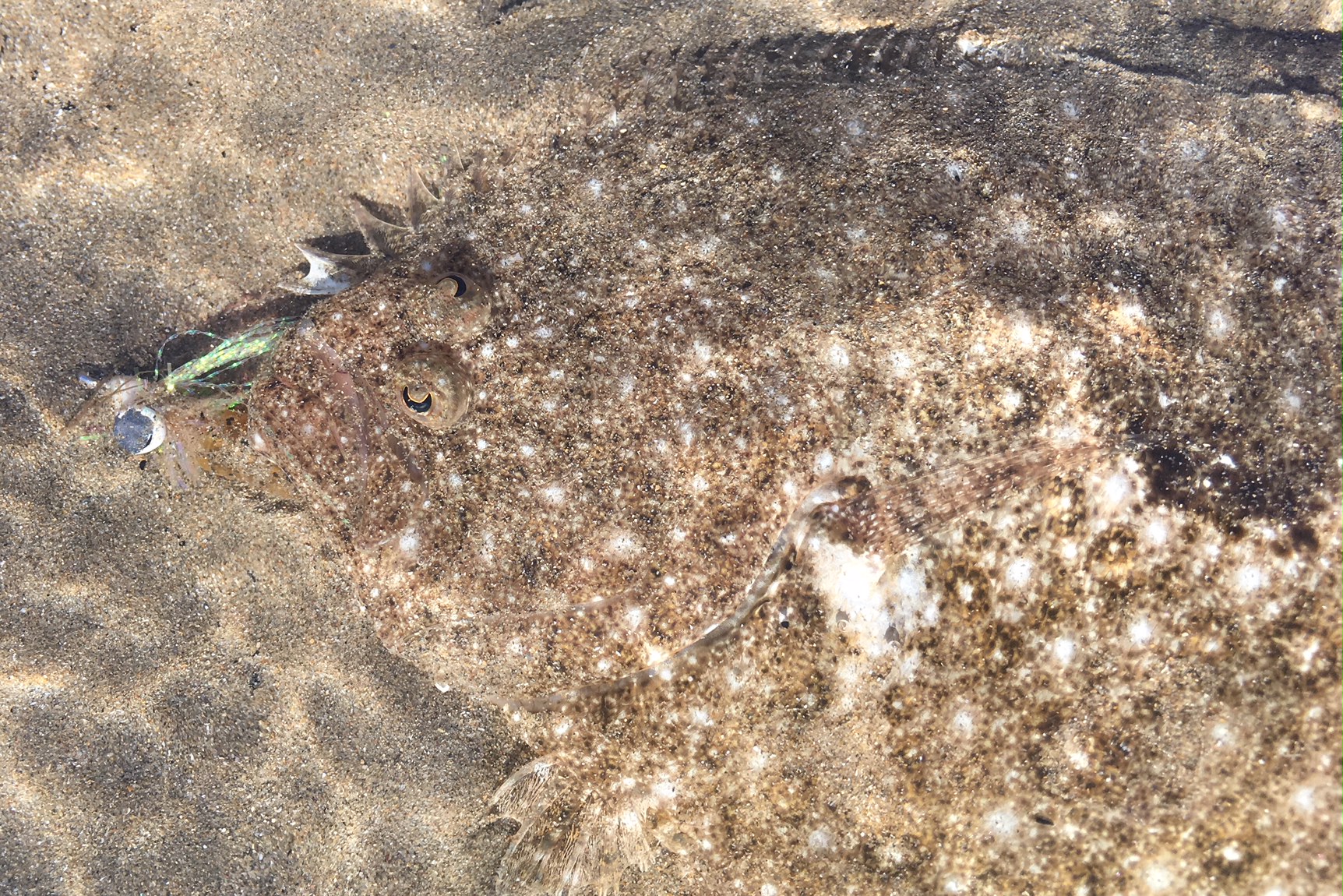 Floundering on Fly