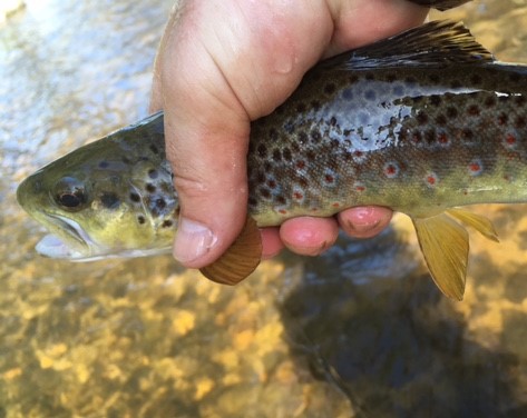 A day as an amateur guide