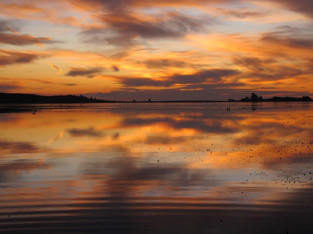 Picking the pockets - Hepburn Lagoon