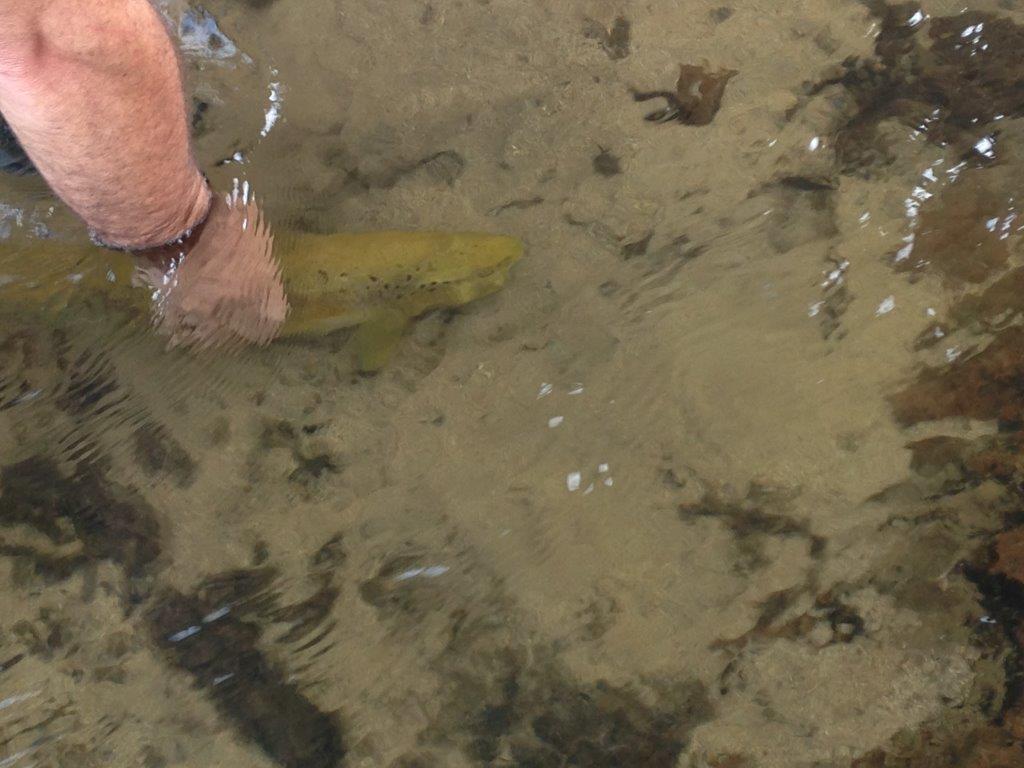 More News from Vic’s Wild Trout Program