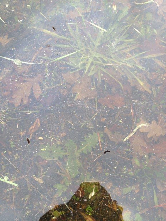 Rising Water