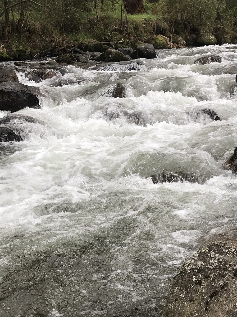 La Nina Mountain Trout’n