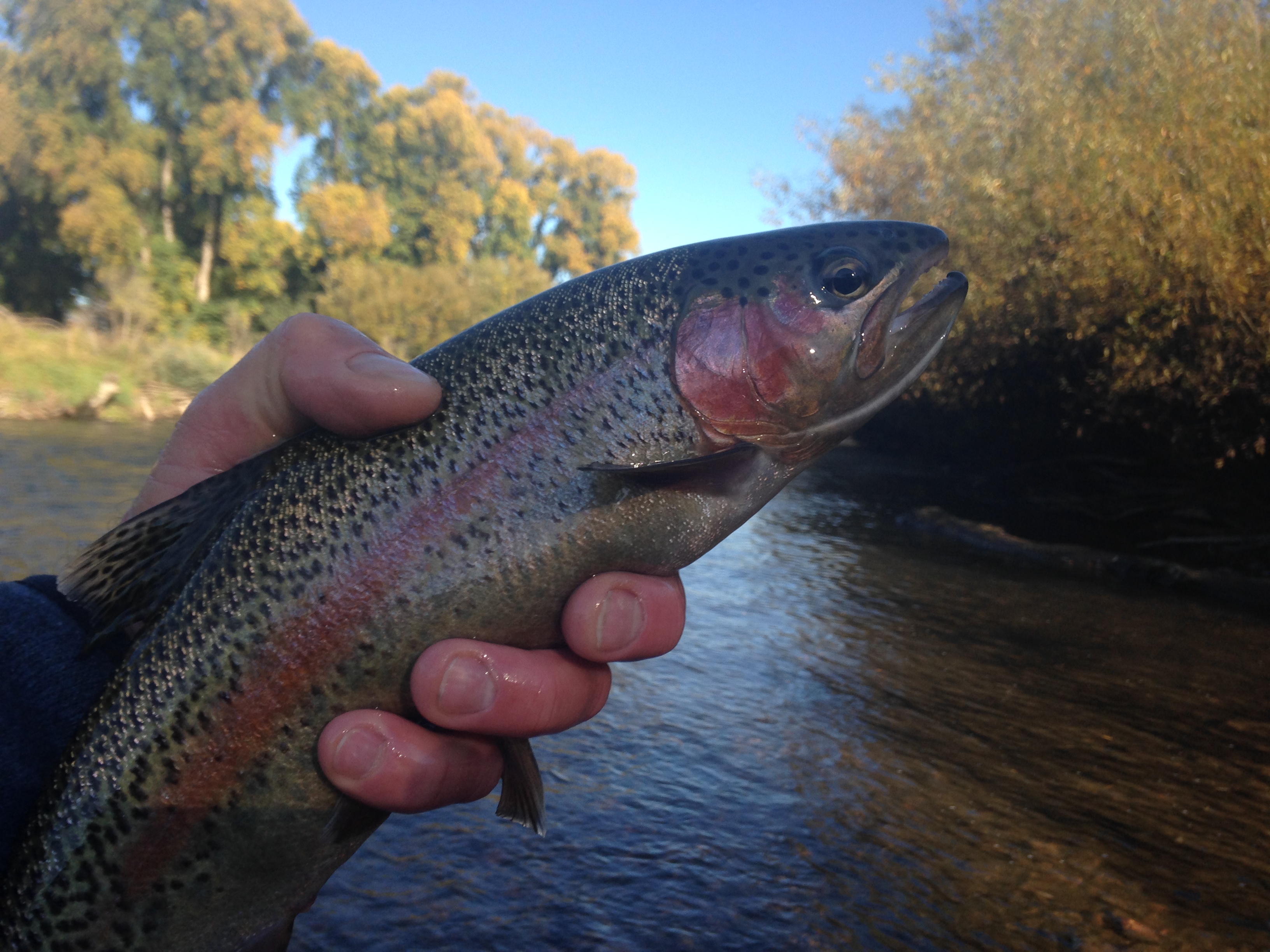Tumut River Flyfishing Competition, May