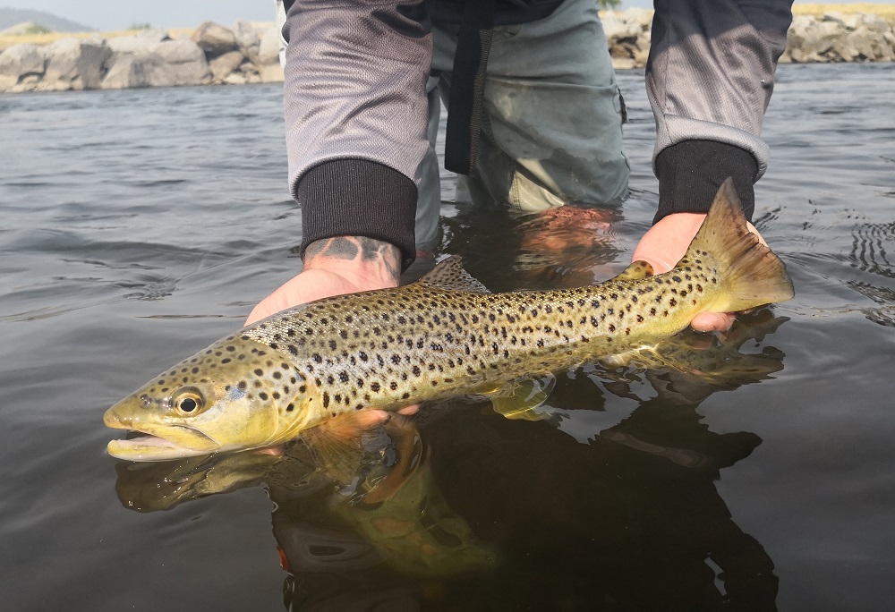SE Australian bushfires and our local streams