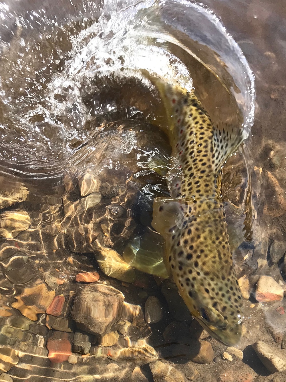 Flyfishing without a parachute