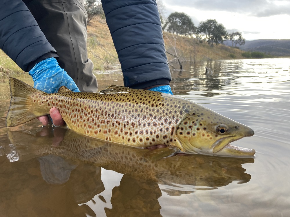 Eucumbene Expectations