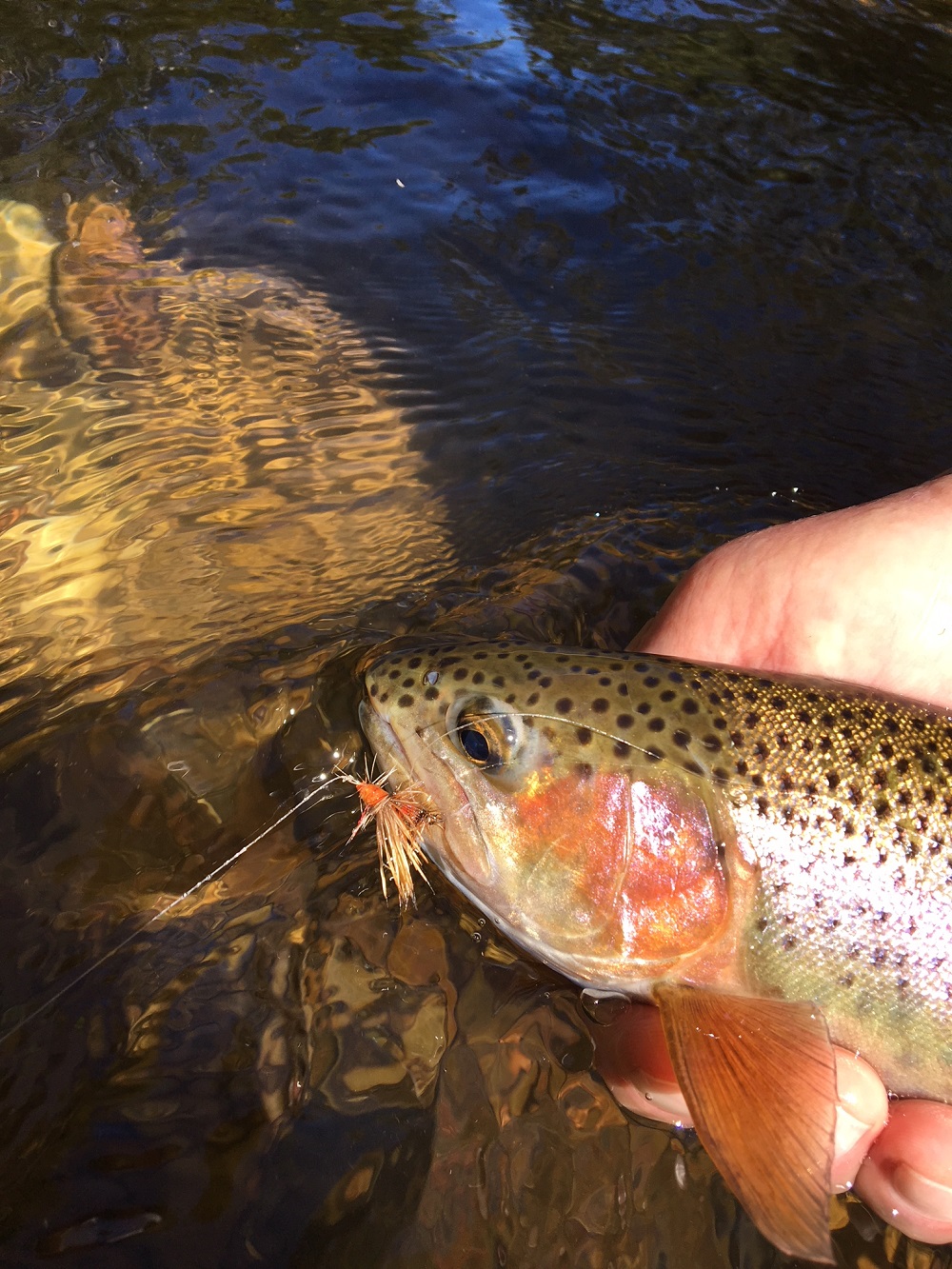 Mixing it up in the Ovens Catchment, north-east Victoria