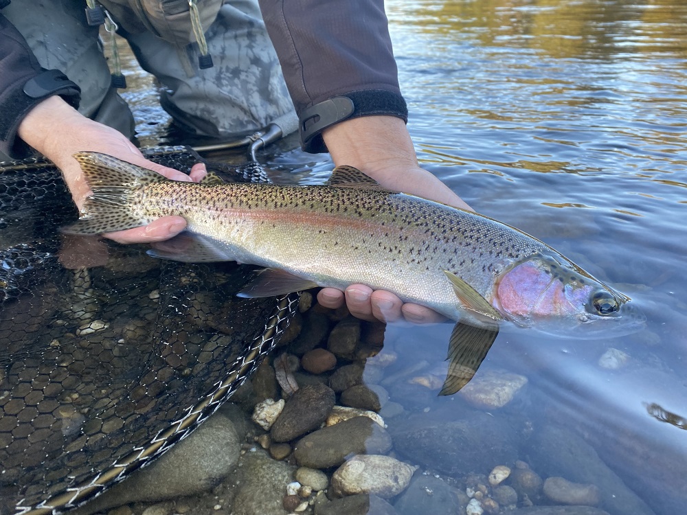 Autumn sippers and hoppers
