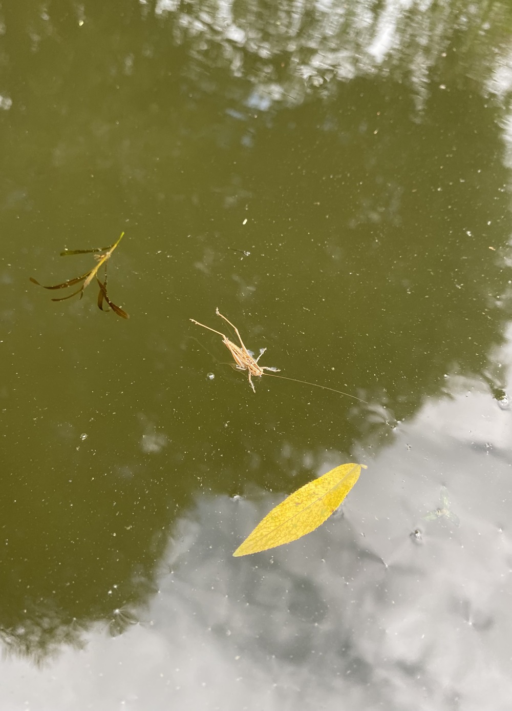 Hoping for Hoppers